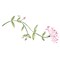 Honeysuckle Flower Wall Stencil | 3301 by Designer Stencils | Floral Stencils | Reusable Art Craft Stencils for Painting on Walls, Canvas, Wood | Reusable Plastic Paint Stencil for Home Makeover | Easy to Use & Clean Art Stencil